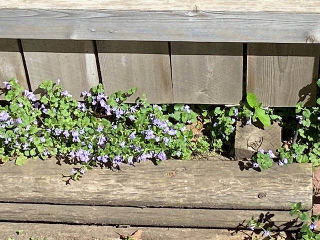 Purple flowers and green foliage grow in front of a wooden wall and above wooden logs in bright sunlight.
