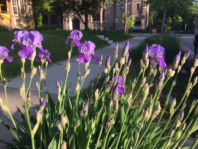 Cluster of blooming purple irises and buds in a garden bed beside a sidewalk, with trees and residential buildings in the background.