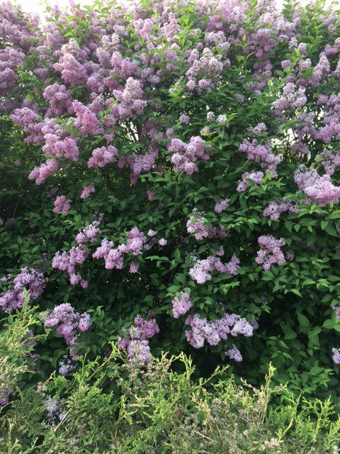 Dense lilac bush with clusters of light purple flowers and green leaves.